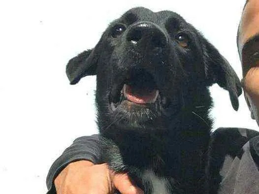 Cachorro ra a  idade 7 a 11 meses nome Mada