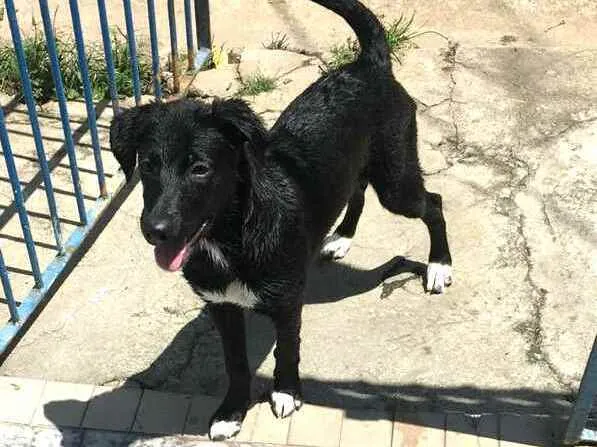 Cachorro ra a  idade 7 a 11 meses nome Mada