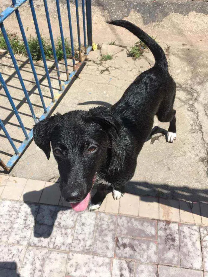 Cachorro ra a  idade 7 a 11 meses nome Mada