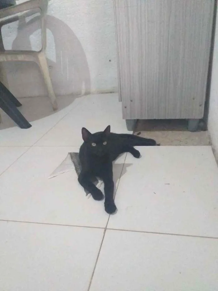 Gato raça Viralata idade 7 a 11 meses nome Duff