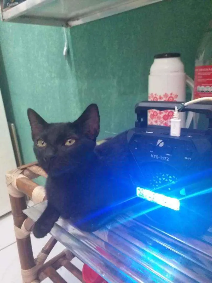 Gato raça Viralata idade 7 a 11 meses nome Duff