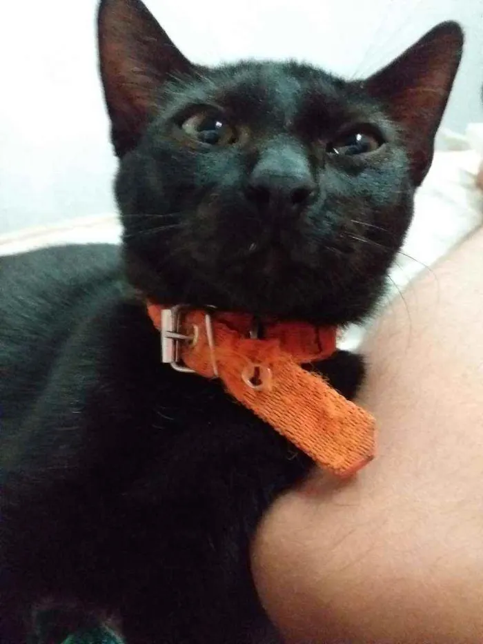 Gato raça Viralata idade 7 a 11 meses nome Duff