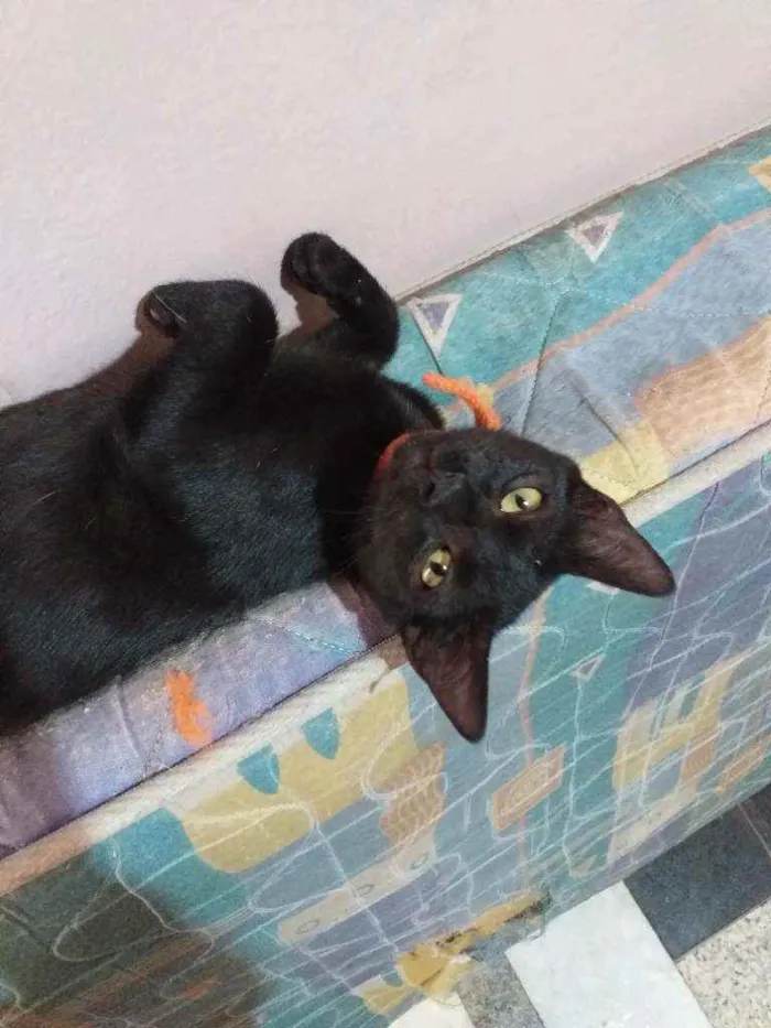 Gato raça Viralata idade 7 a 11 meses nome Duff