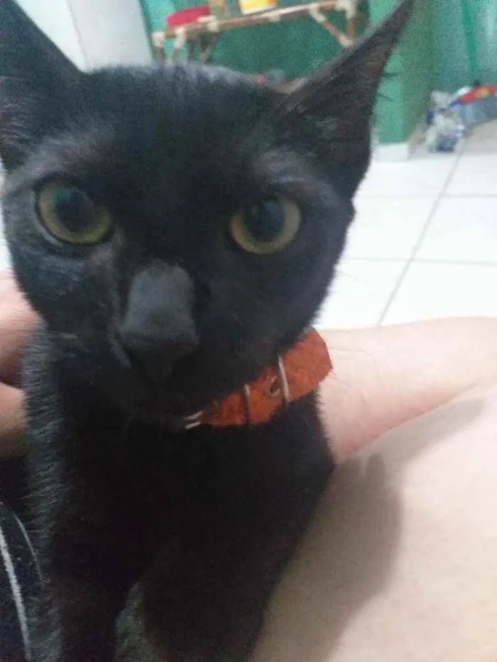 Gato raça Viralata idade 7 a 11 meses nome Duff