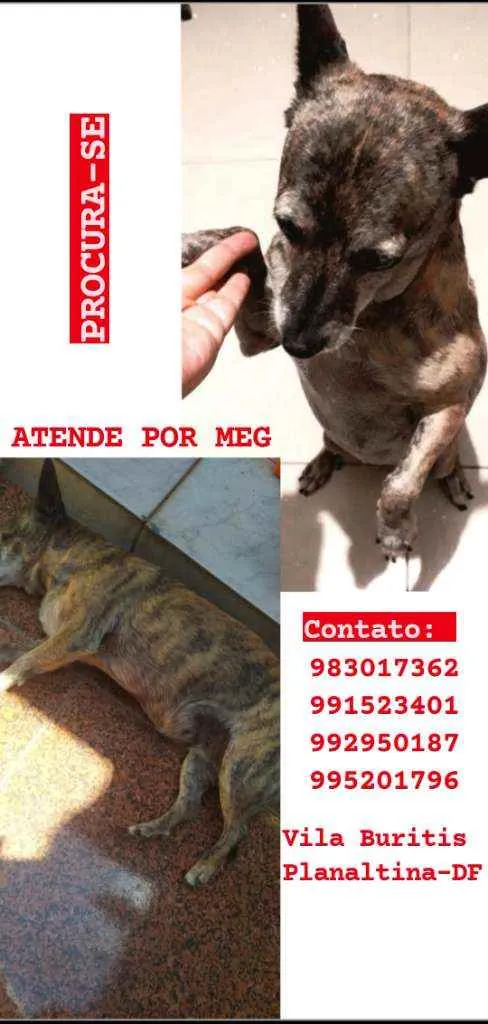 Cachorro ra a SRD idade 6 ou mais anos nome Meg