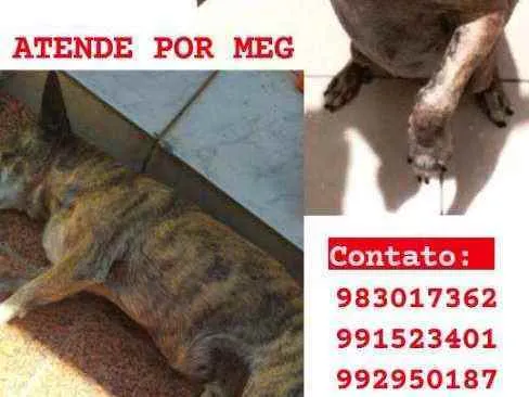 Cachorro ra a SRD idade 6 ou mais anos nome Meg