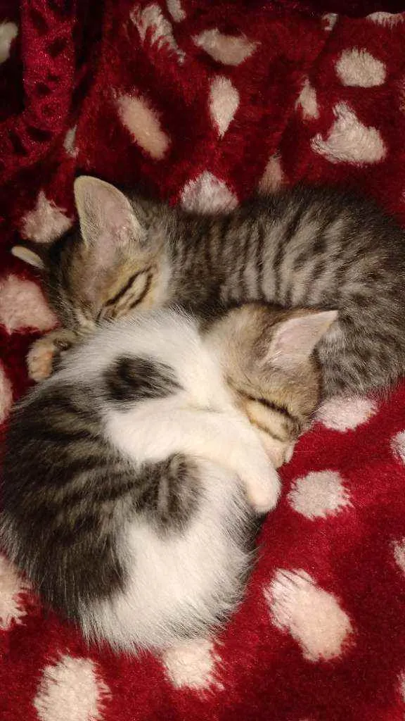 Gato ra a  idade Abaixo de 2 meses nome Não tem