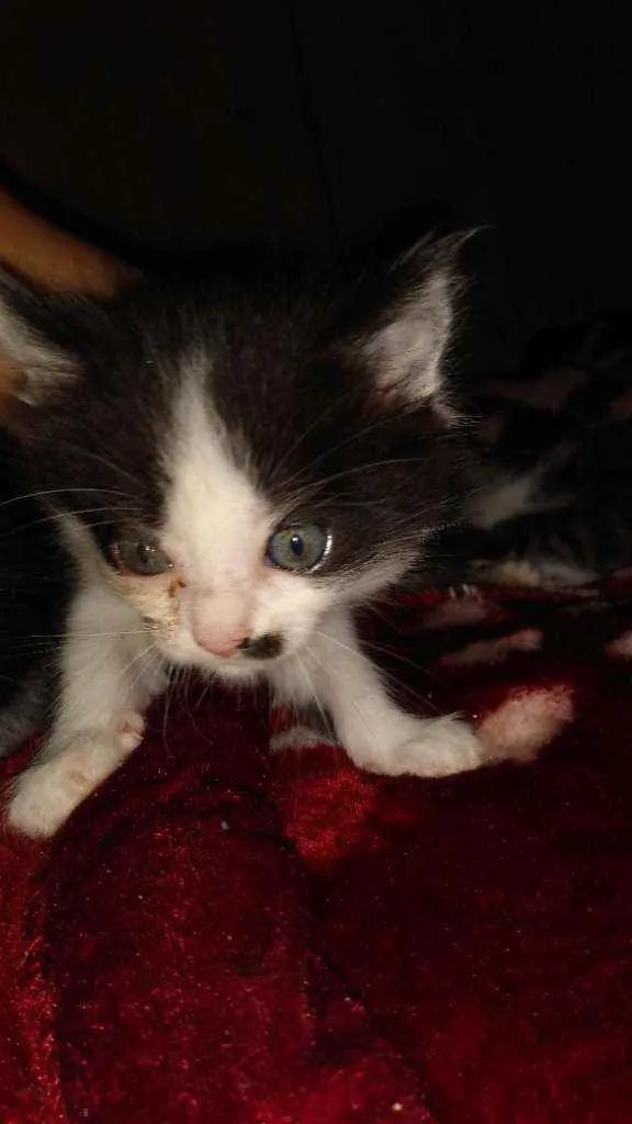 Gato ra a  idade Abaixo de 2 meses nome Não tem
