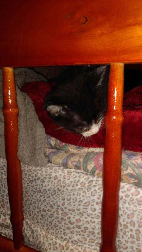 Gato ra a  idade Abaixo de 2 meses nome Não tem