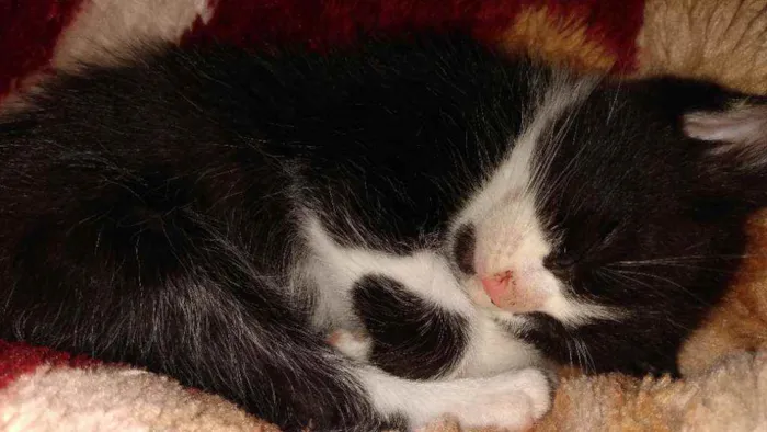 Gato ra a  idade Abaixo de 2 meses nome Não tem