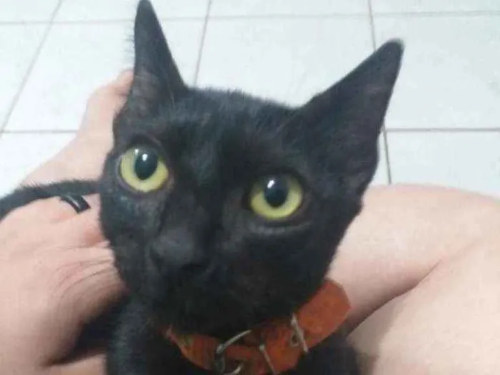 Gato raça Viralata idade 7 a 11 meses nome Duff