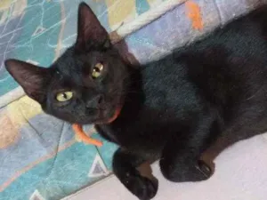 Gato raça Viralata idade 7 a 11 meses nome Duff