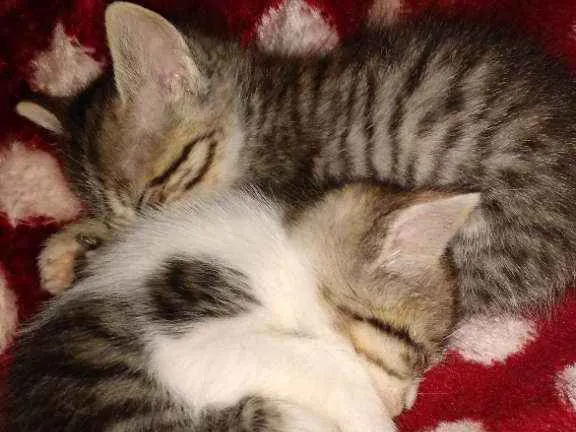 Gato ra a  idade Abaixo de 2 meses nome Não tem