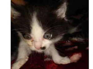 Gato raça  idade Abaixo de 2 meses nome Não tem