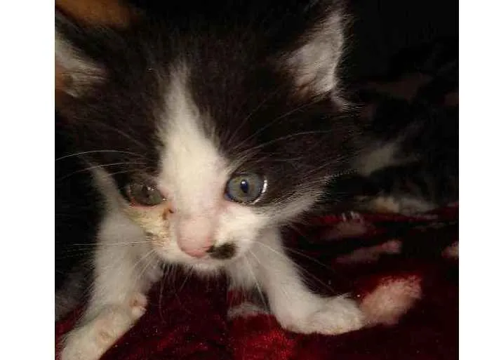 Gato ra a  idade Abaixo de 2 meses nome Não tem