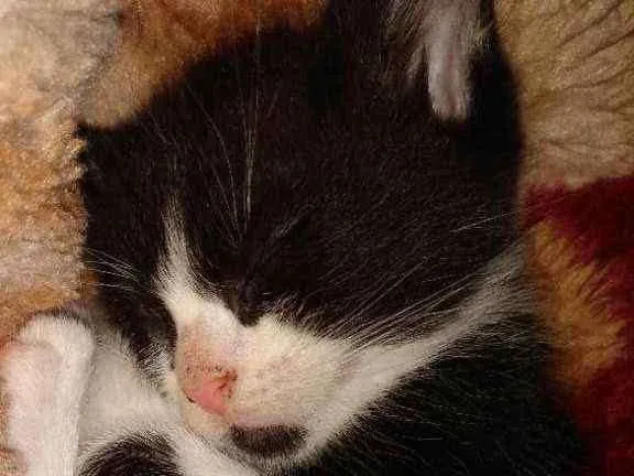 Gato ra a  idade Abaixo de 2 meses nome Não tem