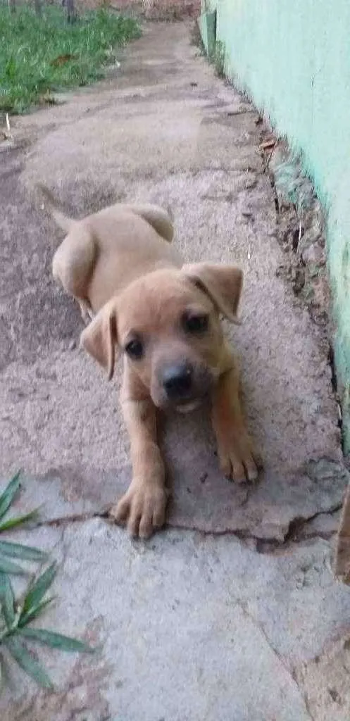 Cachorro ra a Vira lata idade Abaixo de 2 meses nome Jolie