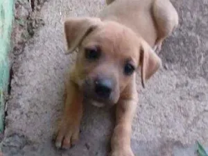 Cachorro raça Vira lata idade Abaixo de 2 meses nome Jolie