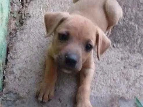 Cachorro ra a Vira lata idade Abaixo de 2 meses nome Jolie