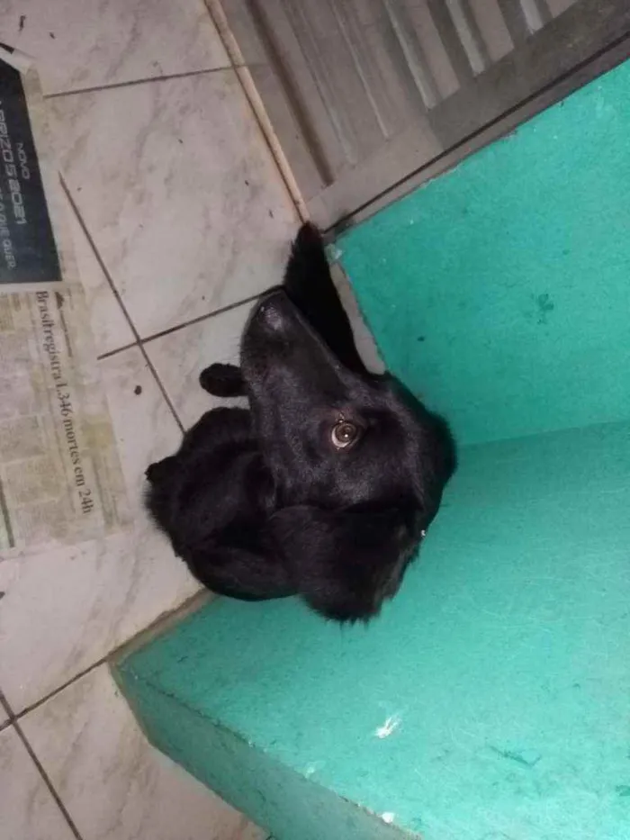 Cachorro ra a Srd idade 2 anos nome Fubá