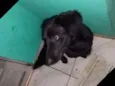 Fubá