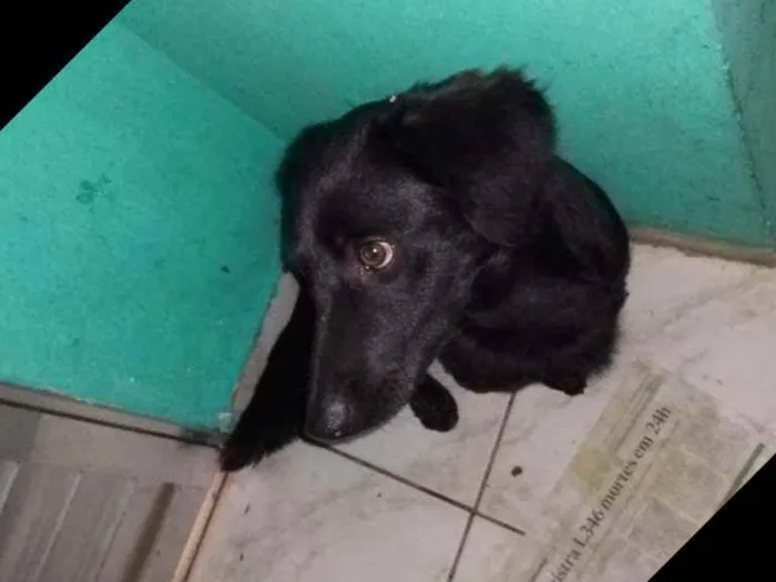 Cachorro ra a Srd idade 2 anos nome Fubá