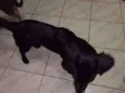 Fubá