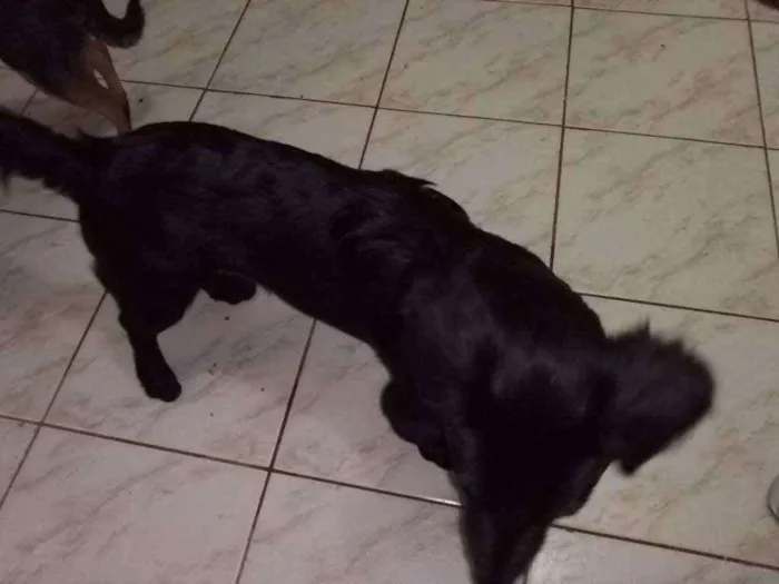 Cachorro ra a Srd idade 2 anos nome Fubá