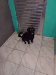 Fubá