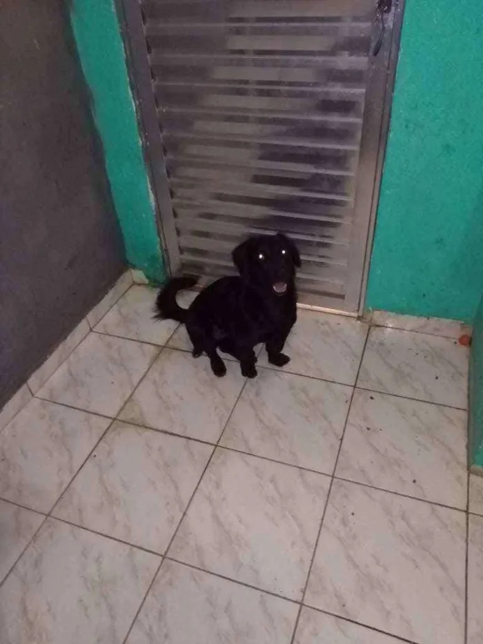 Cachorro ra a Srd idade 2 anos nome Fubá