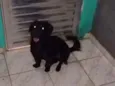 Fubá