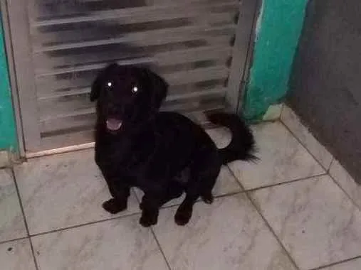 Cachorro ra a Srd idade 2 anos nome Fubá