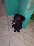 Fubá