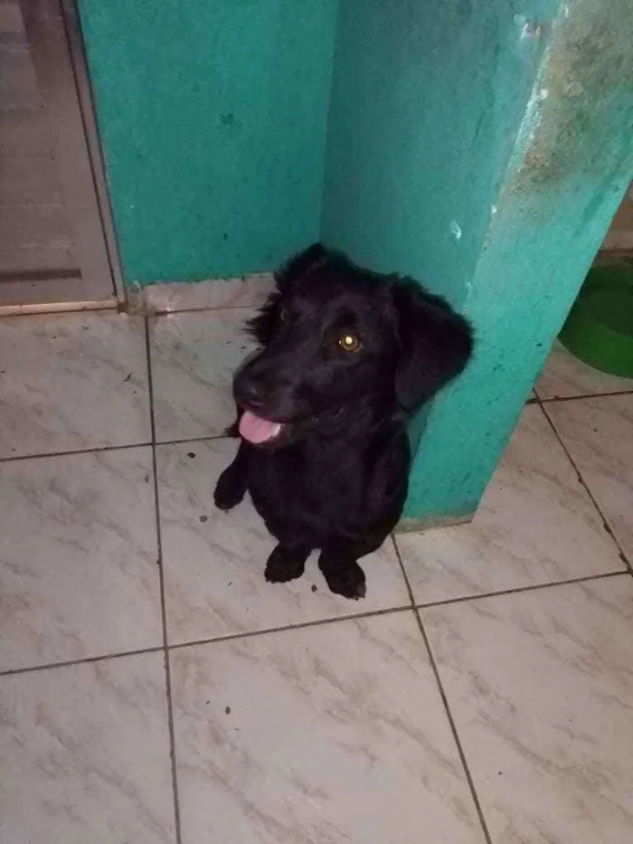 Cachorro ra a Srd idade 2 anos nome Fubá