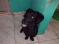 Fubá