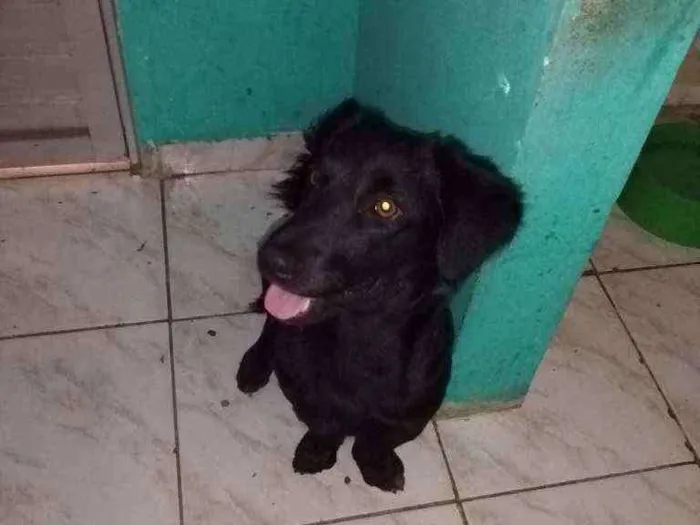 Cachorro ra a Srd idade 2 anos nome Fubá