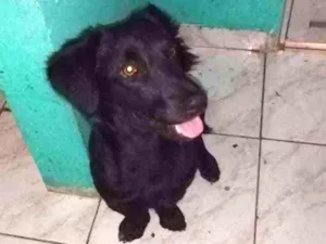 Cachorro raça Srd idade 2 anos nome Fubá
