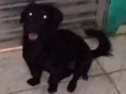 Fubá