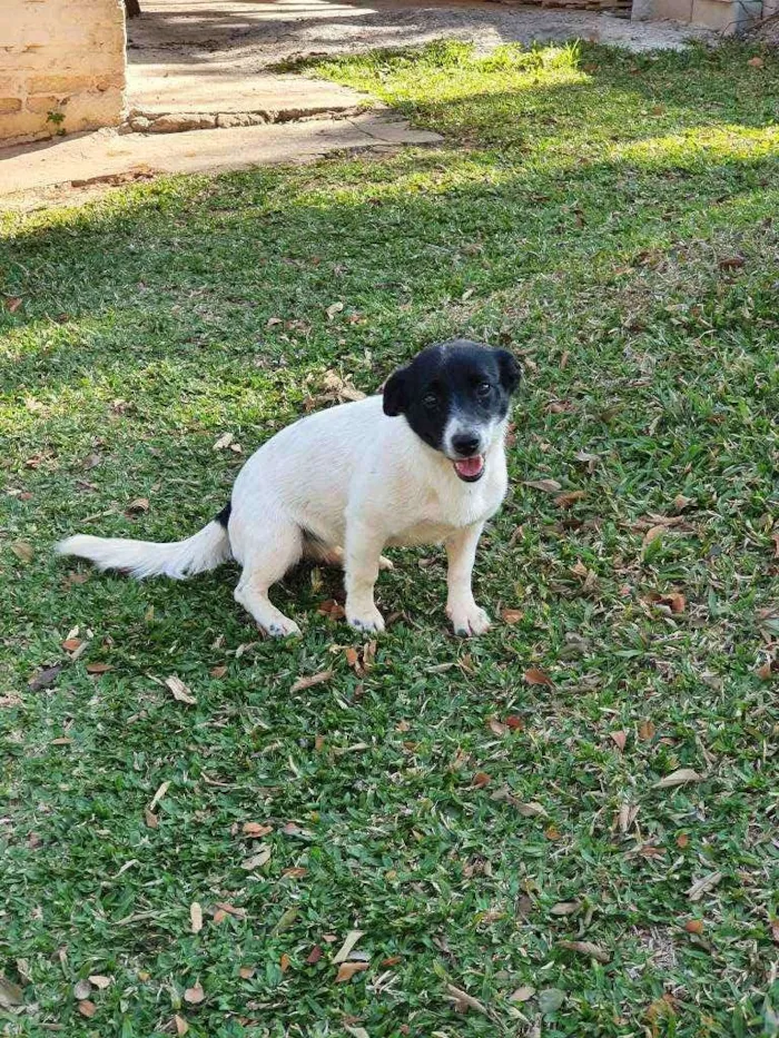 Cachorro ra a vira lata idade 7 a 11 meses nome não tem nome 