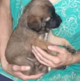 Bela