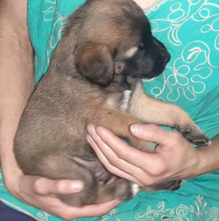 Cachorro ra a SRD idade 2 a 6 meses nome Bela