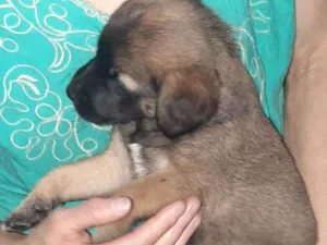 Cachorro raça SRD idade 2 a 6 meses nome Bela