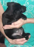 Jully