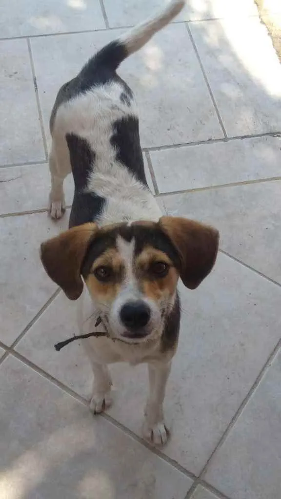 Cachorro ra a  idade 2 a 6 meses nome Não sei 