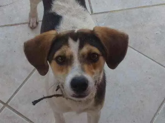 Cachorro ra a  idade 2 a 6 meses nome Não sei 