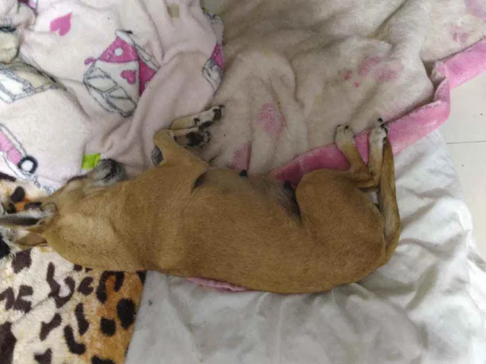 Cachorro ra a Mestiço pinscher idade 4 anos nome Sheikra