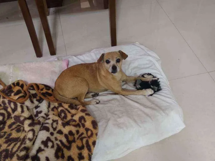 Cachorro ra a Mestiço pinscher idade 4 anos nome Sheikra