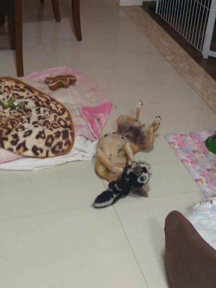Cachorro ra a Mestiço pinscher idade 4 anos nome Sheikra