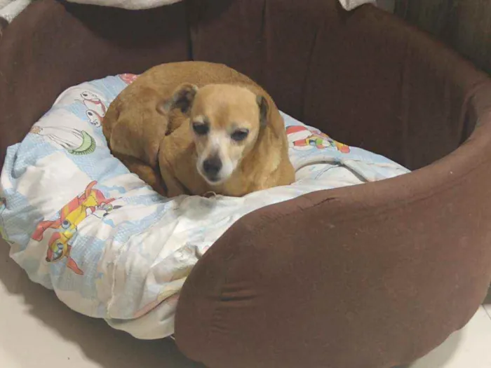 Cachorro ra a Mestiço pinscher idade 4 anos nome Sheikra