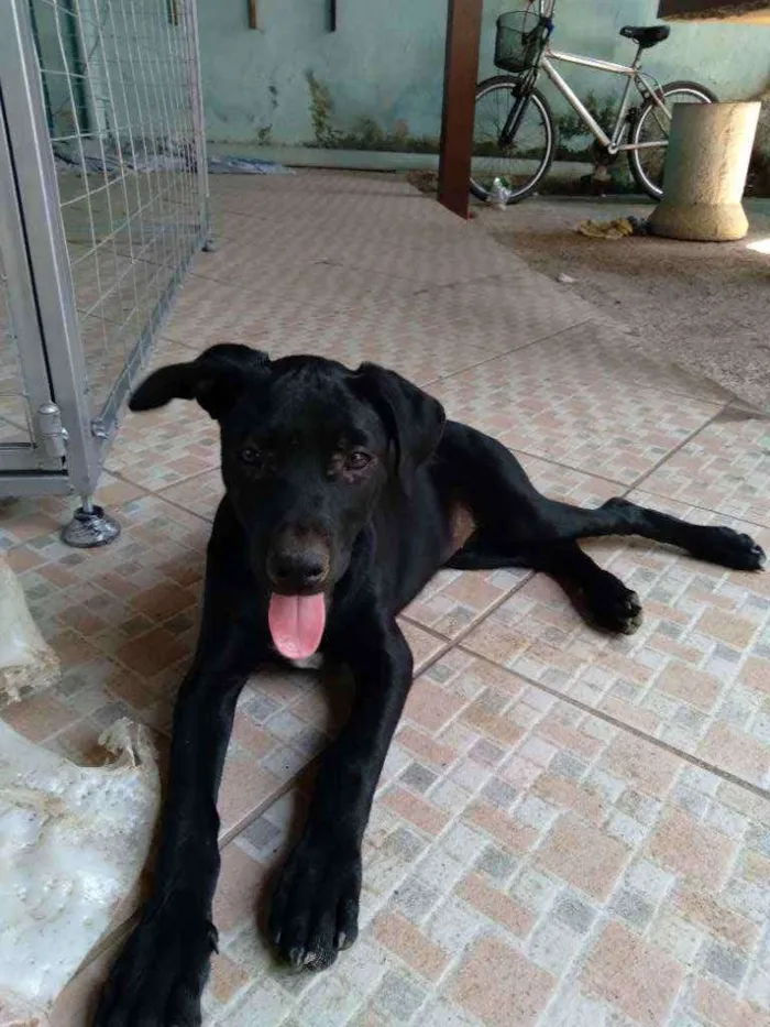 Cachorro ra a srd idade 2 a 6 meses nome Nina